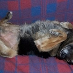 BItchforDogs