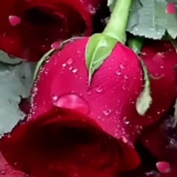 Saadat Manzoor Mohsin