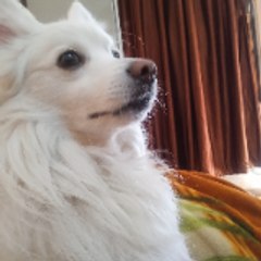 Snoopy