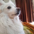 Snoopy