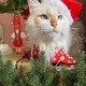 fanny cat