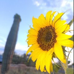 Az Garden