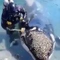 Animals ! Rescues ! Videos