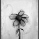 heyflower