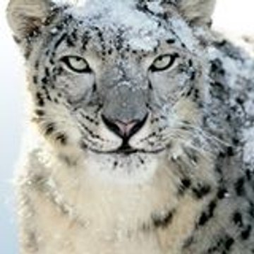 Pascal Prodvideo-art