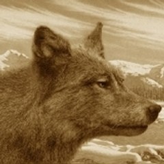 brucenitro