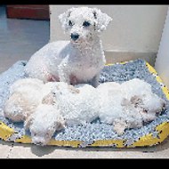 DOG HOUSE FAMILY MUN