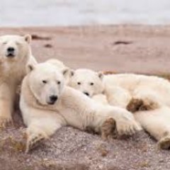 Polar Life Moments