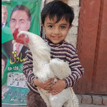 Mery paltu dunya
