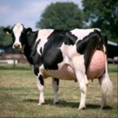 veterinary treatment M khubaib