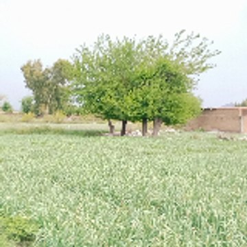 adnanshah123