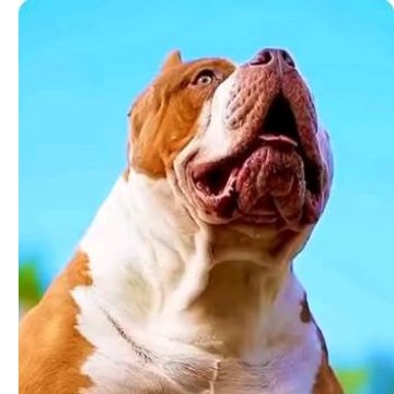 Doglover