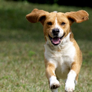 funnydogsab