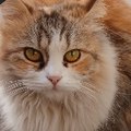 Meow Mansion