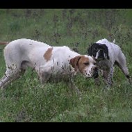 English Pointer Dogs