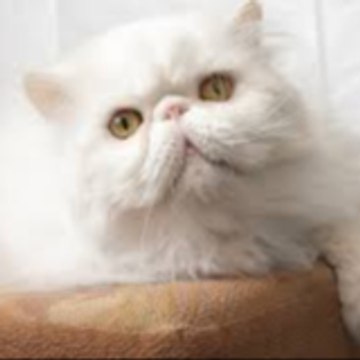White Cat