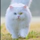Cats&animals