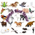 Animal Bird Insect
