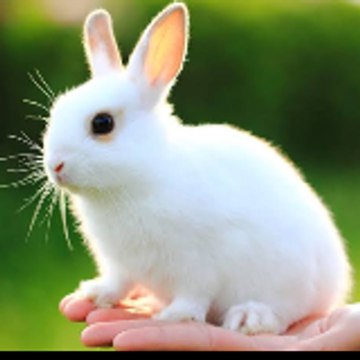 Animals All
