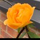 Happy.life_76