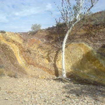 ArbreSouple