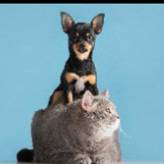 Pet_lover