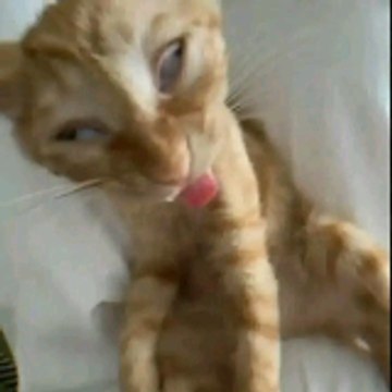 Kucing Film