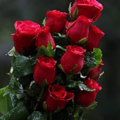 Promalik862