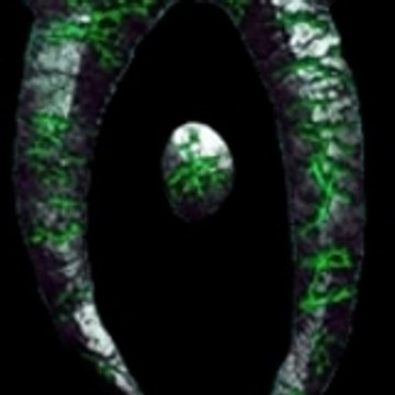 deadalus74