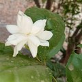 Areeba