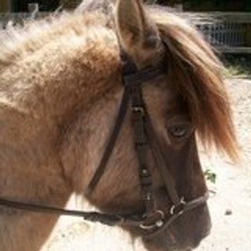 horsepassion