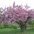 Mixed Videos