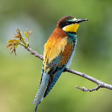 LudoWild
