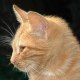 naocat