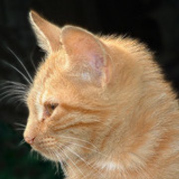 naocat