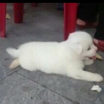 Pet_Cute_5