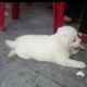 Pet_Cute_5