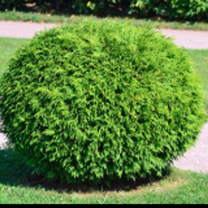 Dailymotion profile picture for @shrubbery