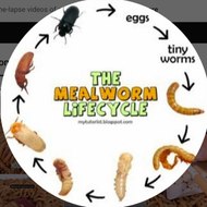 Mealworm life cycle