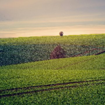Moths by the Screen Door