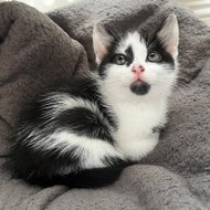 Meeko | Life of a cat