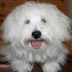 Annie
