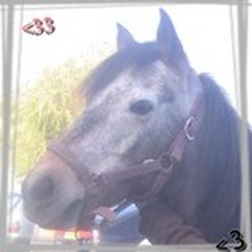clem-horse
