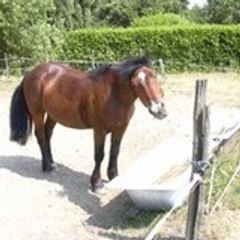 AL