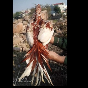 Khanji Khanji