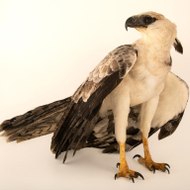 Check The Wildlife Out