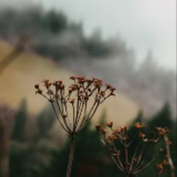 Earthflix⛰