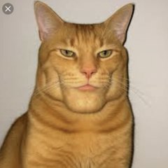 Montagem miau