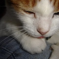 tigre_du_bengale