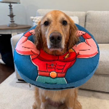 The Golden Retriever